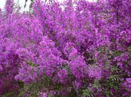 北美海棠進(jìn)入園林設(shè)計(jì)范疇_農(nóng)副產(chǎn)品_世界工廠網(wǎng)