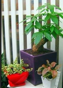 成都植物租賃租擺【林邦園藝】成都園林景觀設(shè)計(jì)|成都室內(nèi)綠化養(yǎng)_建筑建材_世界工廠網(wǎng)中國(guó)產(chǎn)品信息庫(kù)