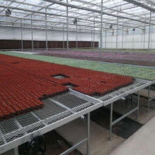 2020苗床價(jià)格 報(bào)價(jià) 苗床批發(fā) 第2頁(yè) 園林網(wǎng)